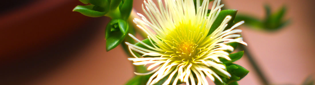 Botanical Resource Holdings